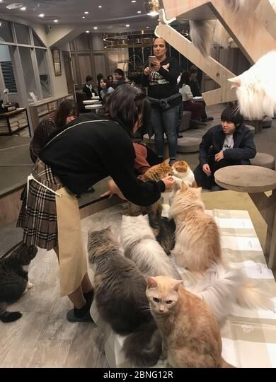 最新の会社の事例について 特定の顧客フィードバック（匿名コンパイル）